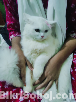 Traditional Persian cat female